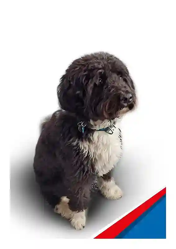 Hunde-Wachschutz_Kalle